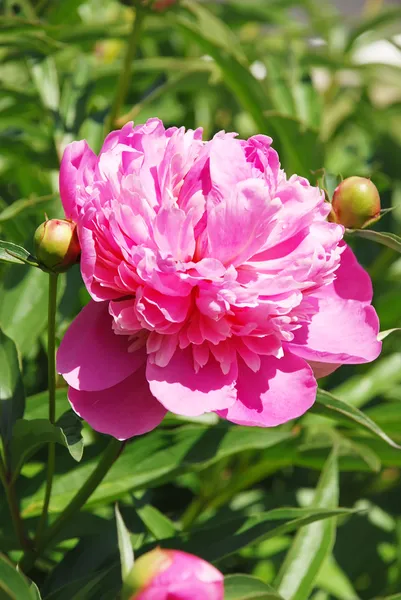 Flower of a peony — Stock Photo, Image