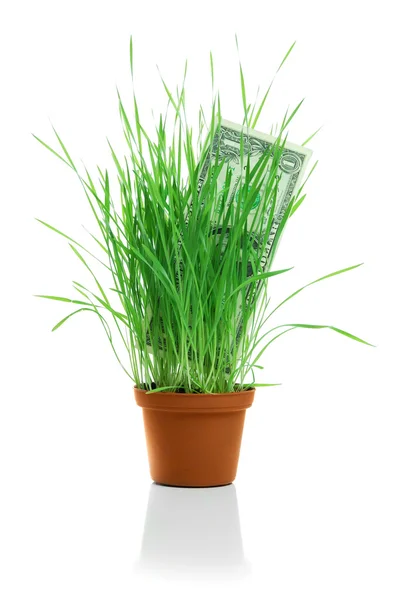 Young green grass — Stock Photo, Image