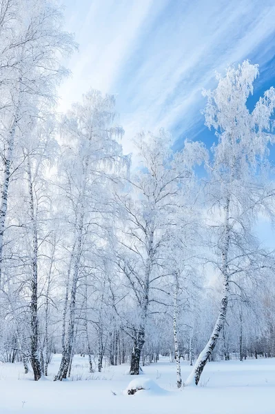 Árvores no inverno — Fotografia de Stock