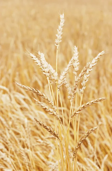 Wheat background — Stock Photo, Image