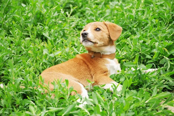 Cão na grama — Fotografia de Stock