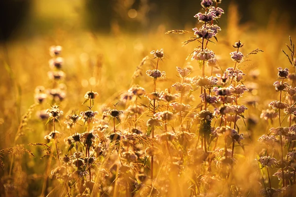 Grass field at sunset — Stock Photo, Image