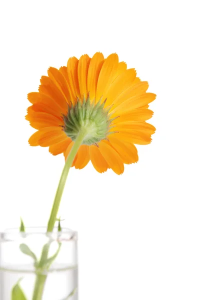 Fiore di calendula — Foto Stock