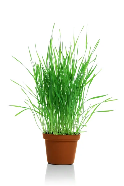 Young green grass — Stock Photo, Image