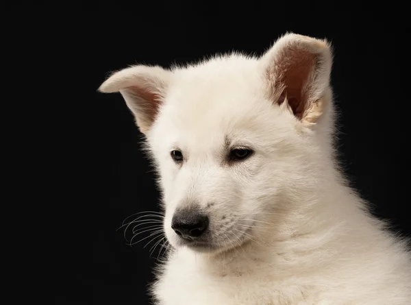 Filhote de cachorro do cão pastor branco — Fotografia de Stock