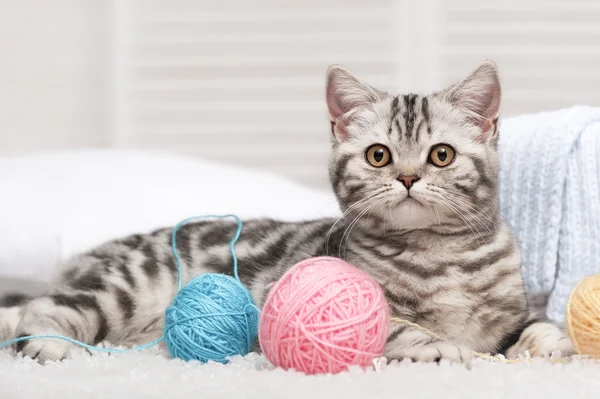 Tabby yavru kedi — Stok fotoğraf