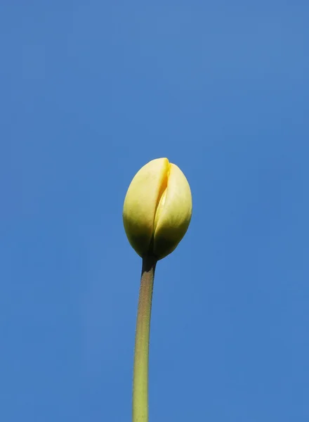 Tulipán amarillo — Foto de Stock