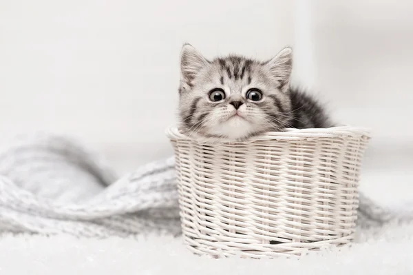 Tříbarevné kotě v košíku — Stock fotografie
