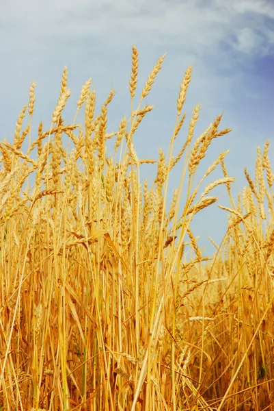 Wheat field — Stock Photo, Image