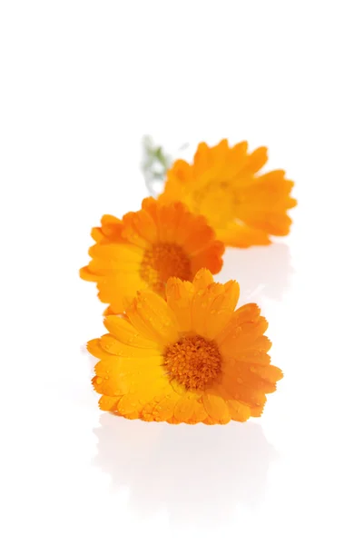 Calendula çiçekler — Stok fotoğraf