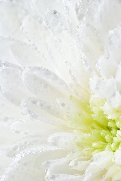 Chrysanthemum in drops — Stock Photo, Image