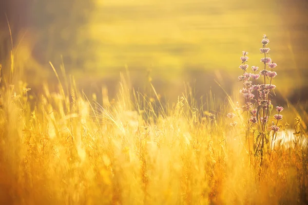 Grass field at sunset — Stock Photo, Image