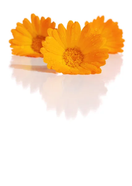 Calendula virág — Stock Fotó