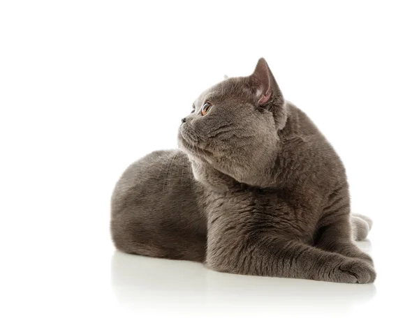 Gato cinzento bonito — Fotografia de Stock