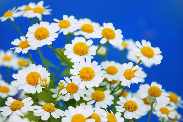 Camomile on blue — Stock Photo, Image