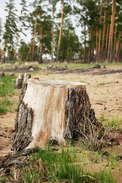 Old stump — Stock Photo, Image