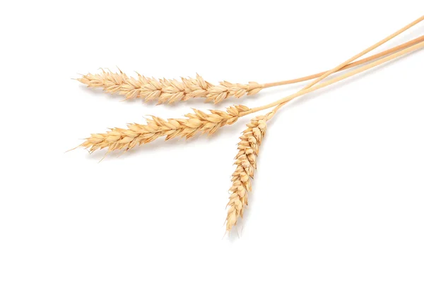 Wheat — Stock Photo, Image