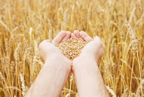 El grano del trigo en las manos — Foto de Stock