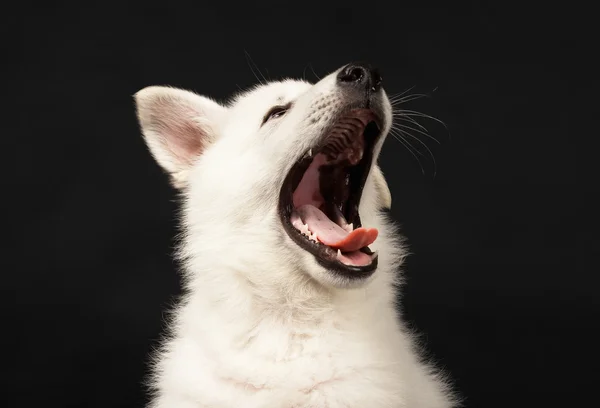 Cucciolo del cane da pastore bianco — Foto Stock