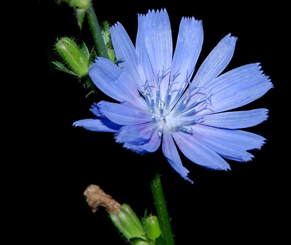 Ciemne pole niebieski kwiat na białym tle — Zdjęcie stockowe