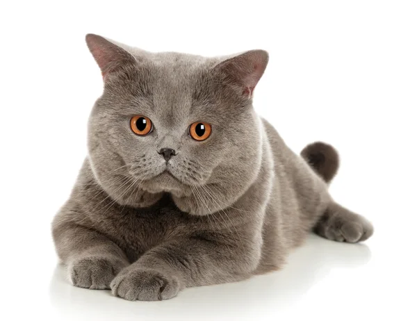 Bellissimo gatto grigio — Foto Stock