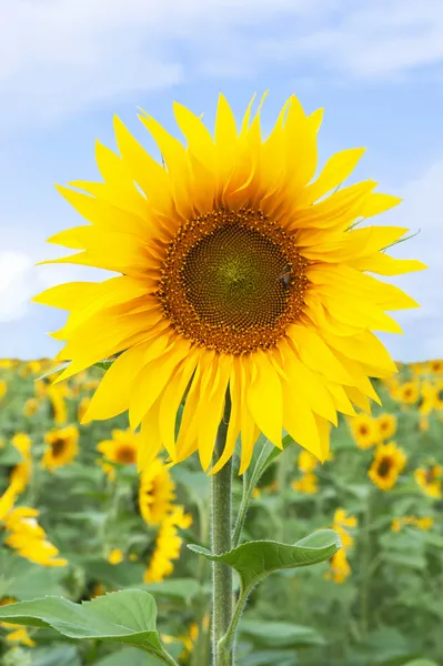 Heldere zonnebloemen — Stockfoto