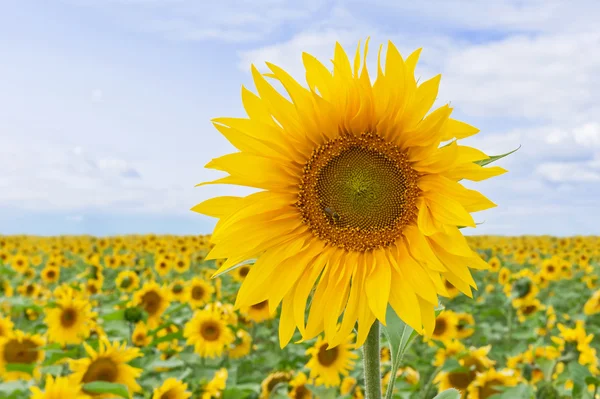 Helle Sonnenblumen — Stockfoto