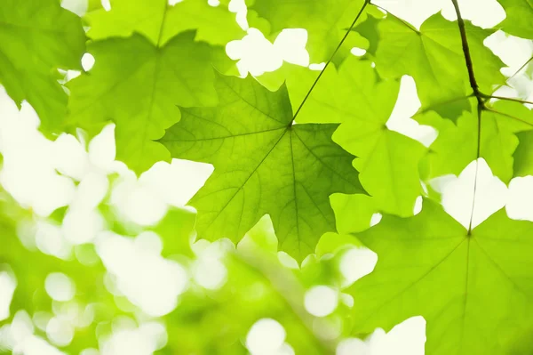 Zelené listí javor — Stock fotografie