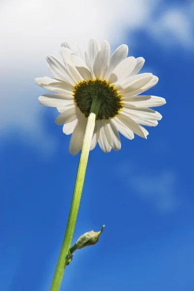 Camomile flower — Stock Photo, Image