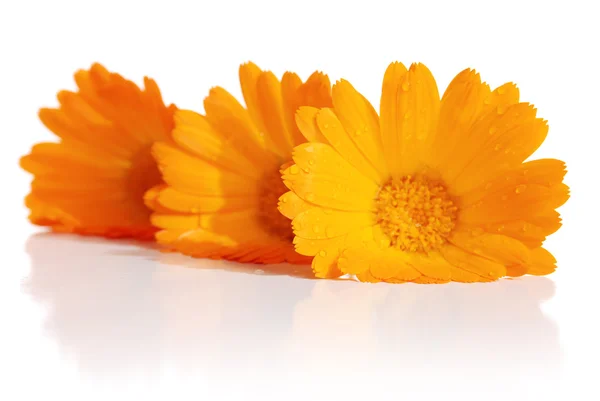 Calendula çiçekler — Stok fotoğraf