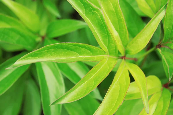 Folhas verdes — Fotografia de Stock