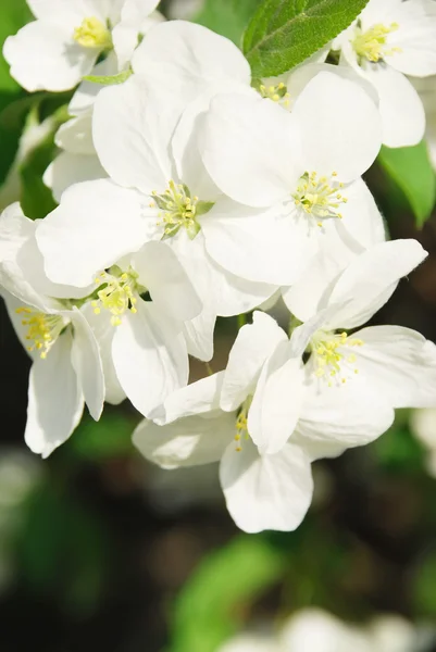 Branch blossoming apple-tree — Stock Photo, Image