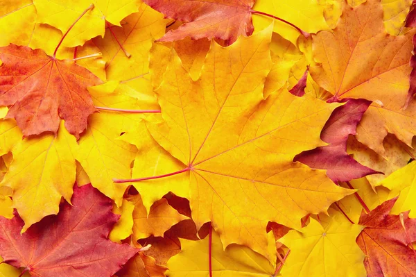 Фон из осенних листьев — стоковое фото