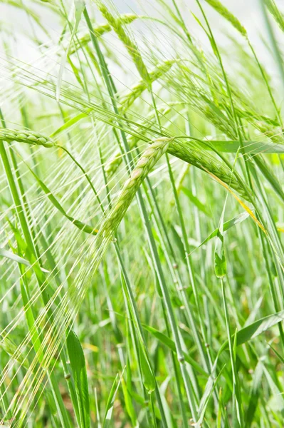 Groene tarweveld — Stockfoto