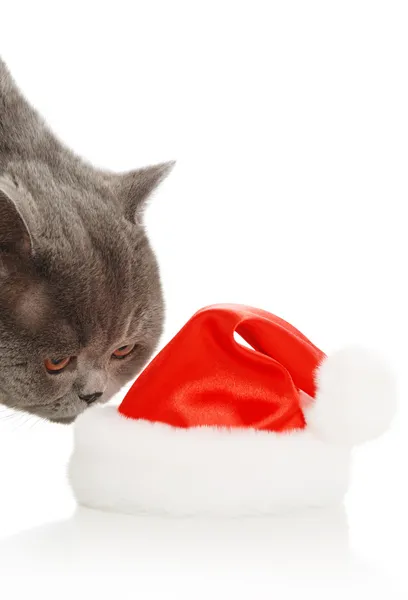 Cat playing with hat — Stock Photo, Image