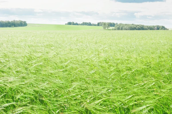 Поле з зеленою пшеницею — стокове фото
