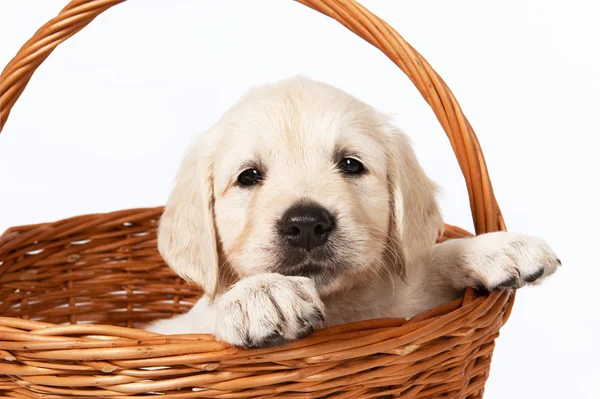 Puppy in a basket — Stock Photo, Image