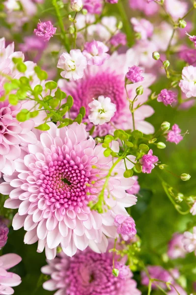 粉红色菊花花束 — 图库照片