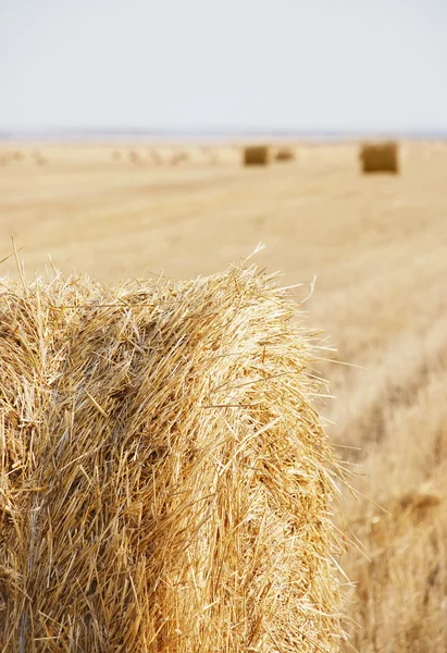 Schuine veld — Stockfoto