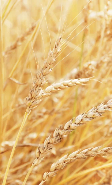 小麦の背景 — ストック写真