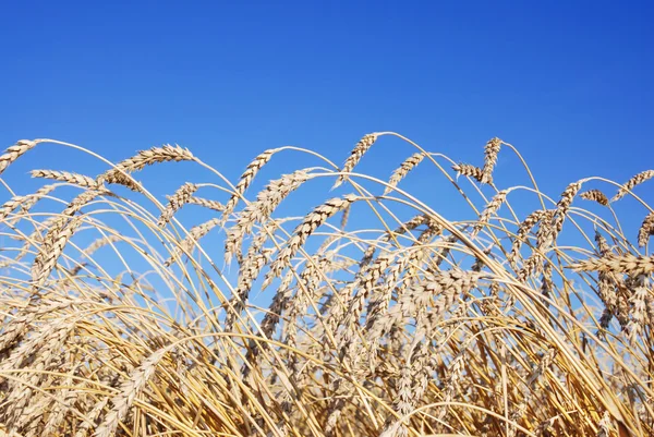 Wheat ears — Stock Photo, Image