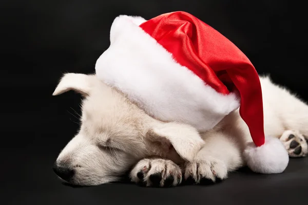 White sheep-dog sleeps in a New Year's cap — Stock Photo, Image