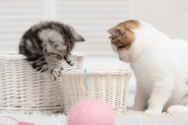 Tabby and spotted kittens — Stock Photo, Image