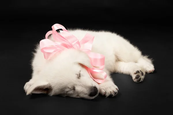 Cachorro del perro ovejero blanco —  Fotos de Stock