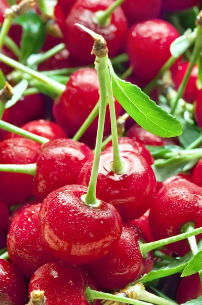 Cerezas rojas —  Fotos de Stock