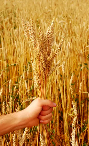 Wheat in hand — Stock Photo, Image