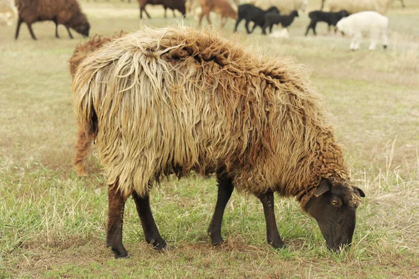 Sheep eating grass — Stock Photo, Image