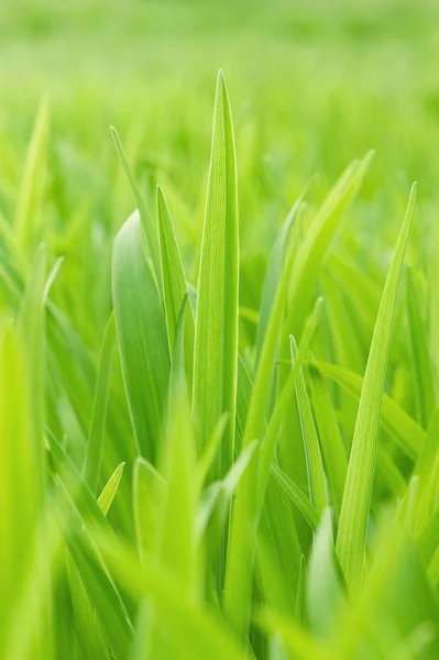 Mladé zelené trávě — Stock fotografie