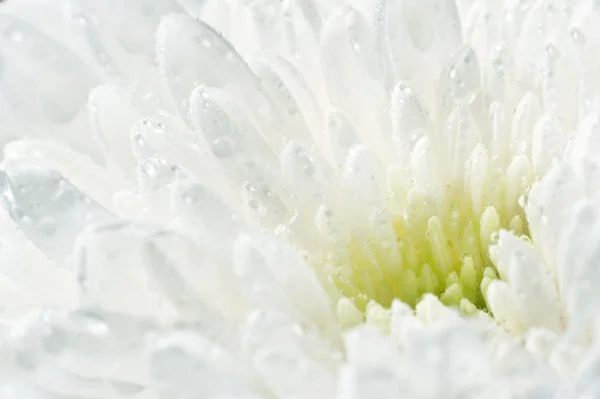 Crisântemo em gotas — Fotografia de Stock