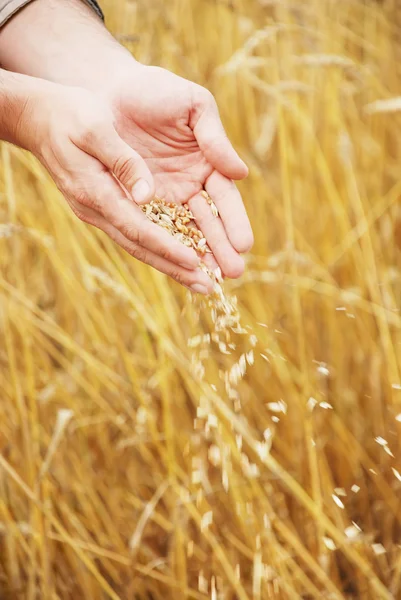 Weizenkorn in Händen — Stockfoto
